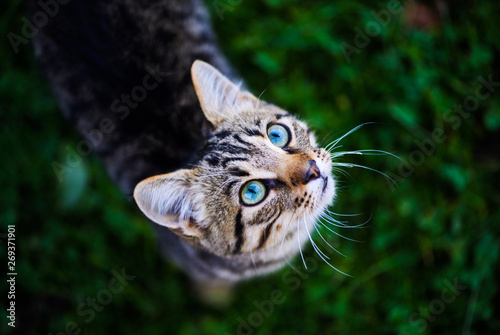 Cute cat on green grass