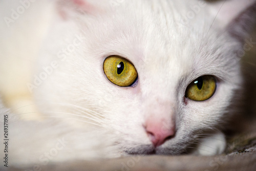 white cat