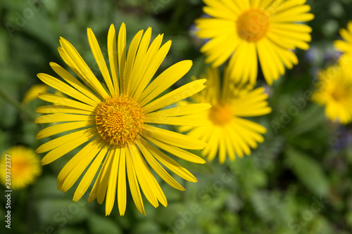 Closeup of yellow flower. In green background, beautiful flowers, green