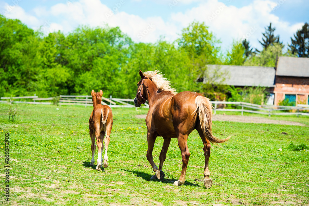 Fototapeta premium Arab racer runs on a green summer meadow