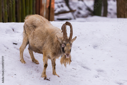 Goat with horns and beard on snow in the village