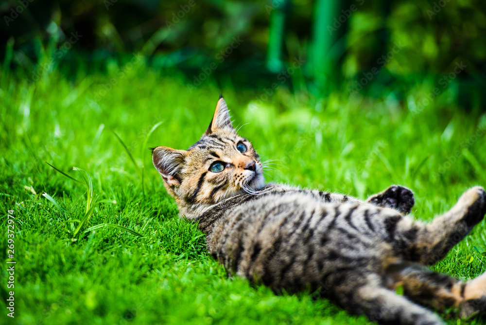 Obraz premium Cute cat on green grass
