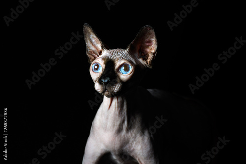 Fototapeta Naklejka Na Ścianę i Meble -  sphynx cat