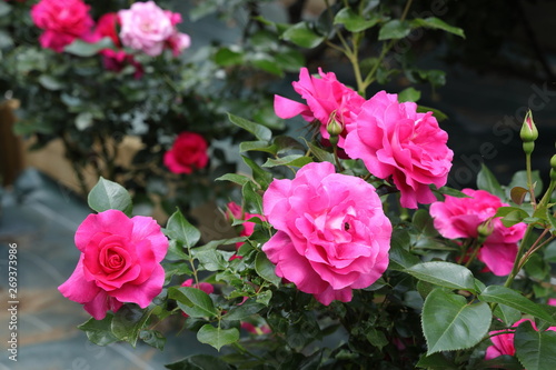 智光山公園のバラ