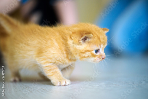 Fototapeta Naklejka Na Ścianę i Meble -  Cute little kitten