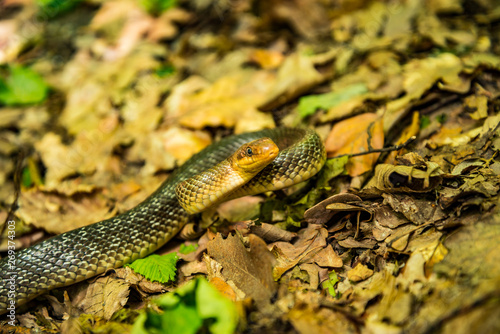 Zamenis longissimus in Hungarian nature