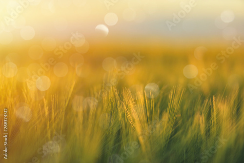 Golden wheat close up on sun. Rural scene under sunlight. Summer background. Growth harvest