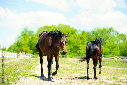 Fototapeta Naklejka Na Ścianę i Meble -  Horses on a summer pasture