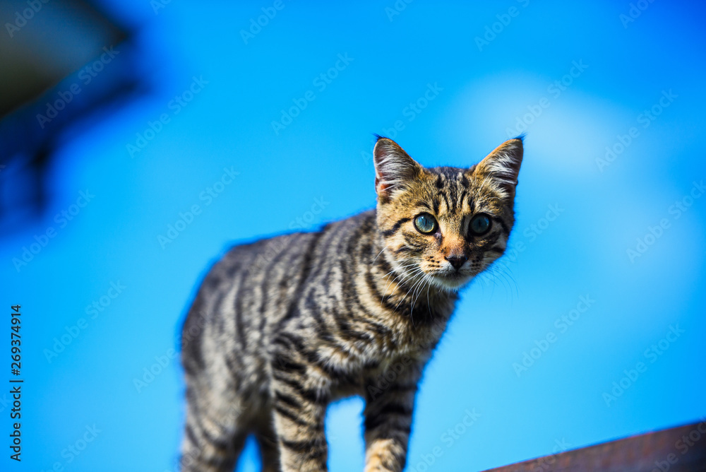 Cute little kitten on a background of blue sky