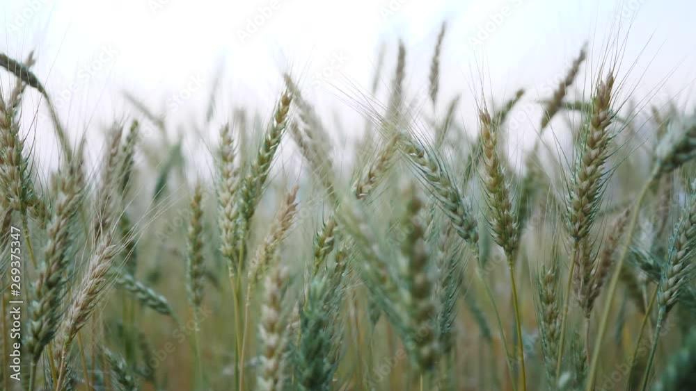 Close up of yellow barley plants in farmland Close up of yellow barley plants in farmland