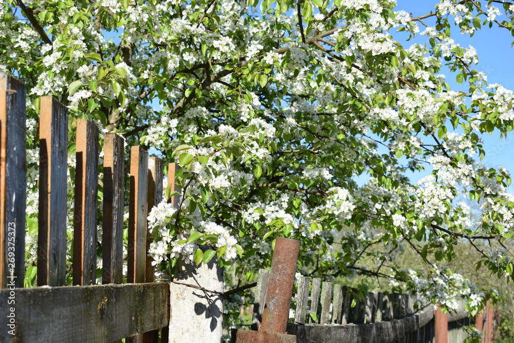 Obraz premium white flowers against the blue sky, flowering Apple bushes
