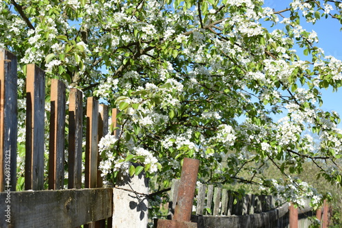 white flowers against the blue sky, flowering Apple bushes