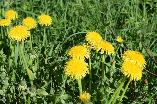 dandelions in green grass