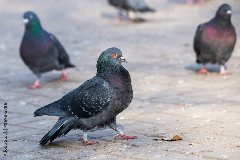 Pigeon Dove in the city streets Urban Birds Flying Sitting Wildlife Feathers Wings Pigeon Dove in the city streets Urban Birds Flying Sitting Wildlife Feathers Wings