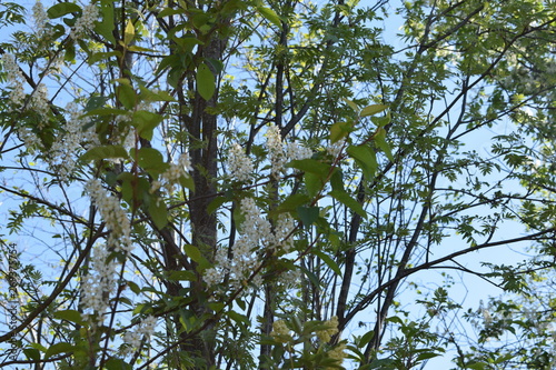 white flowers against the blue sky  flowering bushes