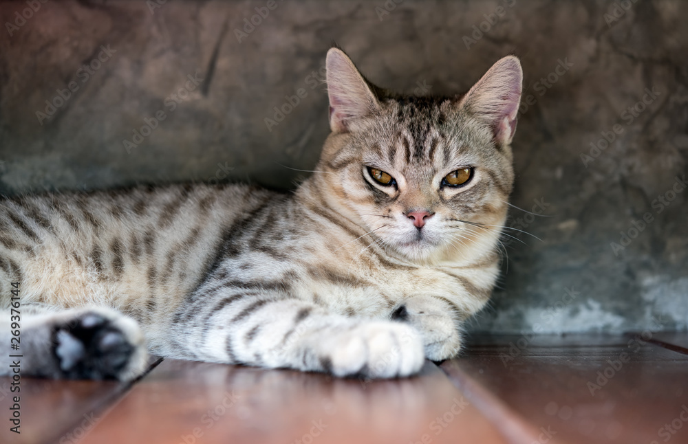 A portrait cat,cute tubby cat with beautiful yellow eyes contact sitting on wooden floor with cement wall background A portrait cat,cute tubby cat with beautiful yellow eyes contact sitting on wooden floor with cement wall background