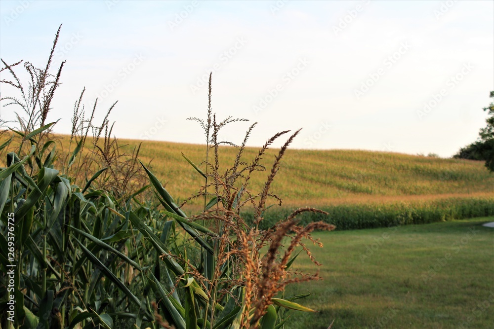 Fototapeta premium cornfield