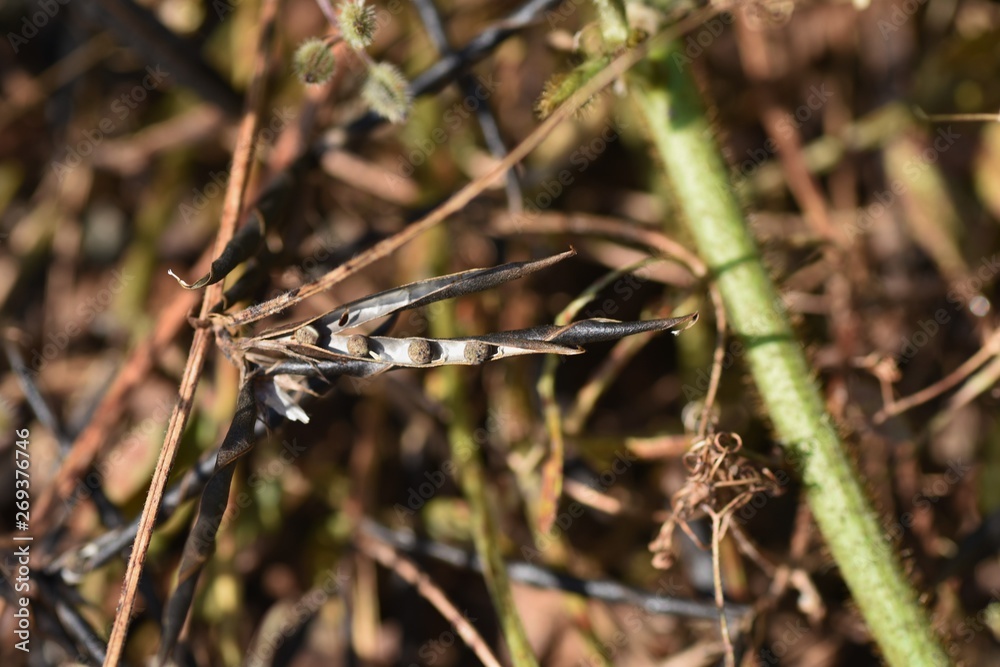 Narrow-leavbed vetch (Vicia sativa) fruits and seeds Narrow-leavbed vetch (Vicia sativa) fruits and seeds
