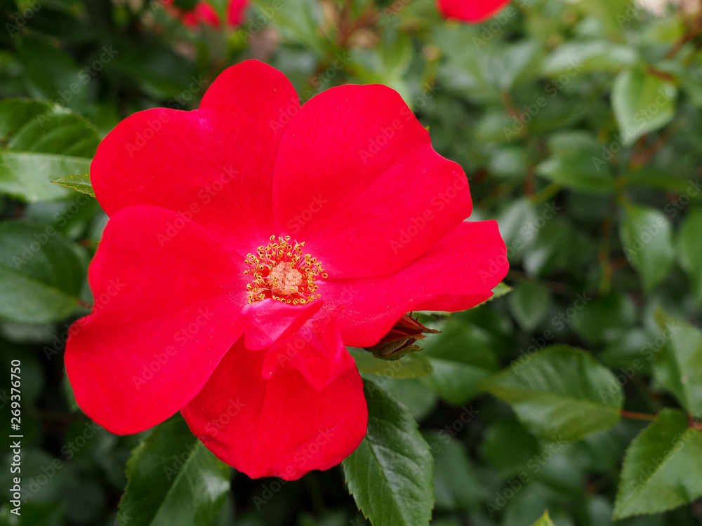 Flor de rosa antigua. Jardín. Primavera. Flor de rosa antigua. Jardín. Primavera.