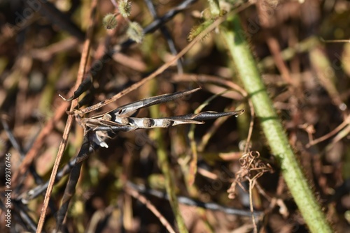 Narrow-leavbed vetch (Vicia sativa) fruits and seeds