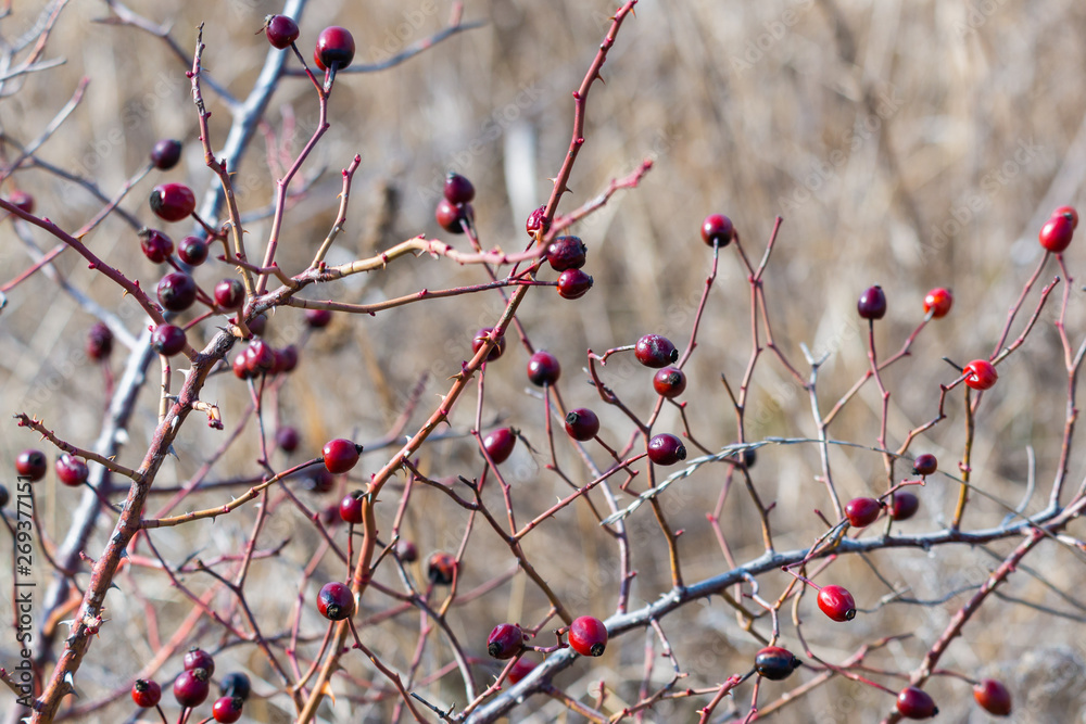 Hips bush with ripe berries. Berries of a dogrose on a bush. Fruits of wild roses. Thorny dogrose. Red rose hips. Red ripe briar berries, macro photo Hips bush with ripe berries. Berries of a dogrose on a bush. Fruits of wild roses. Thorny dogrose. Red rose hips. Red ripe briar berries, macro photo