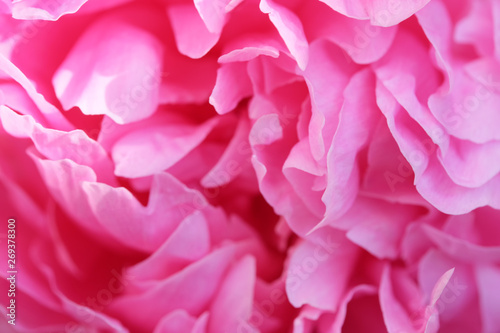 Pink peony blooms © aviavlad