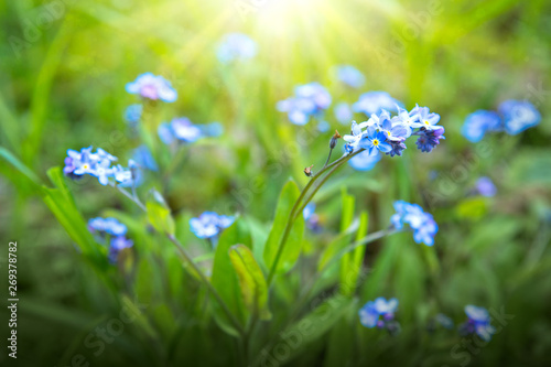 Natural background with Myosotis flowers and sunbeam.