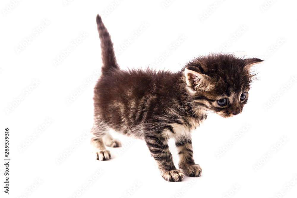 Gray striped kitten with blue eyes. Isolated white