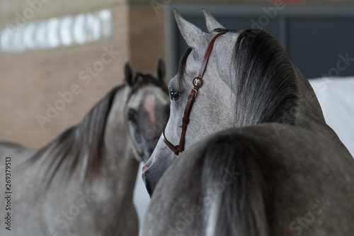 Caballo arabe gris photo