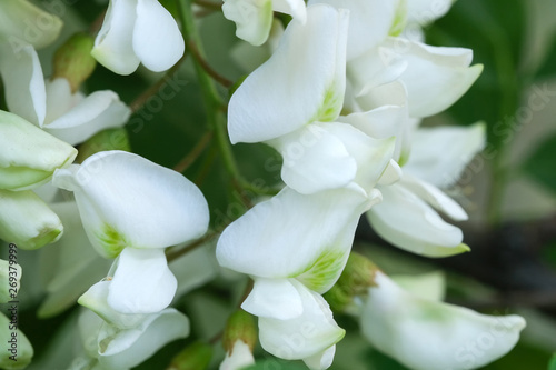 Flowers of white acacia