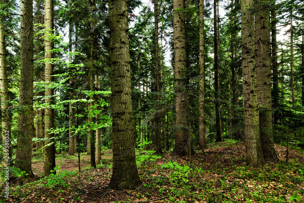 Obraz premium Dark background of springtime mixed forest with spruce, fir and beech trees.