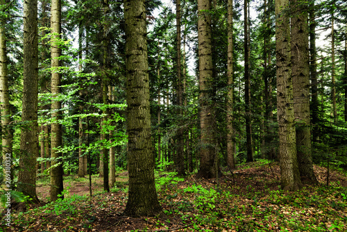 Fototapeta Naklejka Na Ścianę i Meble -  Dark background of springtime mixed forest with spruce, fir and beech trees.