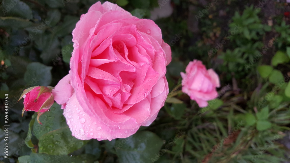 rose, flower, pink, nature, garden, flowers, roses, red, plant, love, beauty, beautiful, green, flora, bloom, blossom, petals, summer, petal, floral, romance, macro, bouquet, leaves, romantic