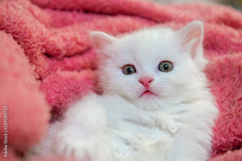 Fototapeta Naklejka Na Ścianę i Meble -  Nice little white kitty pets animal cat home hobby