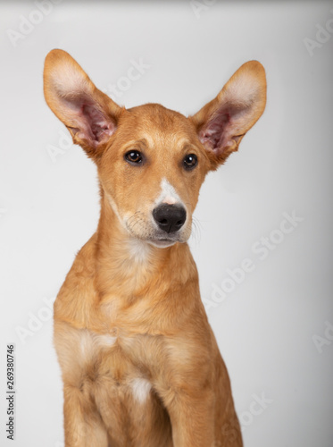 Puppy of four months with both ears facing up