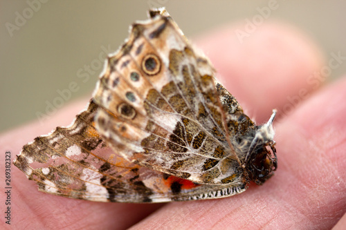 dead butterfly holding in hand