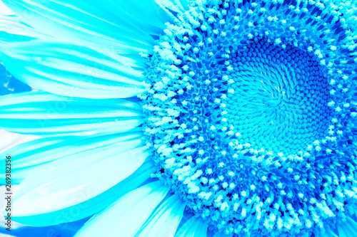 Creative idea for background. blue sunflower macro