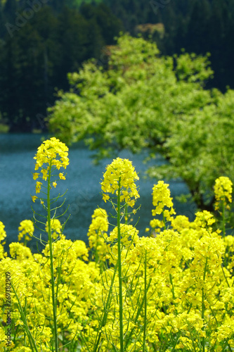 北竜湖の菜の花畑