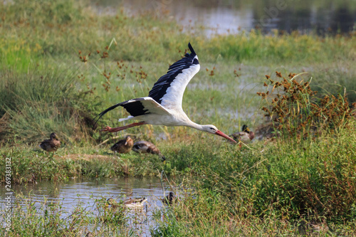 cicogna bianca in volo (Ciconia ciconia) photo