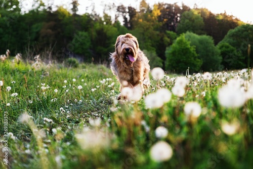 Photography Dog briard goes over meadow with fluffy dandelions.