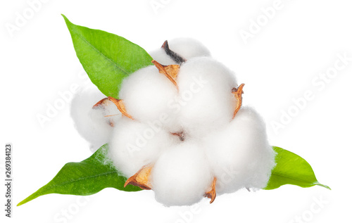 Canvas Print Cotton flowers on white background