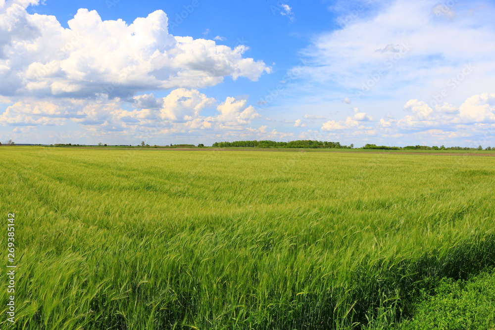 Obraz premium Wheat field against a blue sky