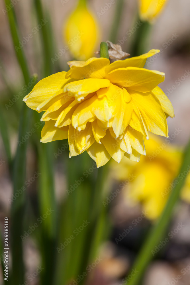 Fototapeta premium Daffodil (narcissus) 'Pencrebar' growing outdoors in the spring season