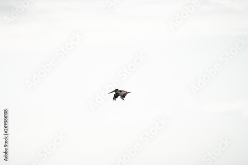 Pelican flying in Santa Barbara  California