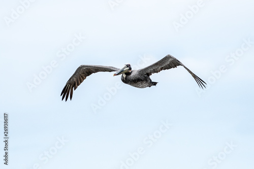 Pelican flying in Santa Barbara, California