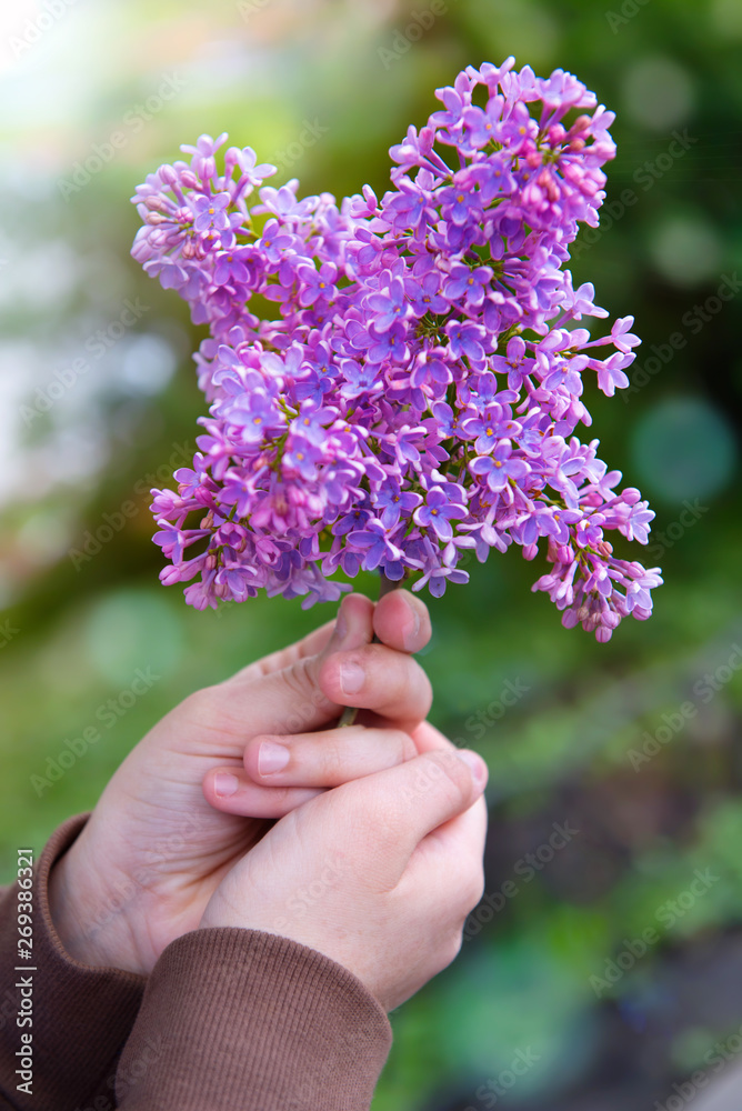 Lilac branch in children's hands close up. Lilac branch in children's hands close up.
