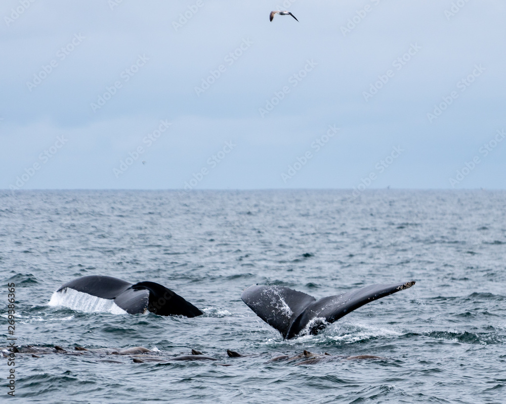 Fototapeta premium Humpback whales in California, USA