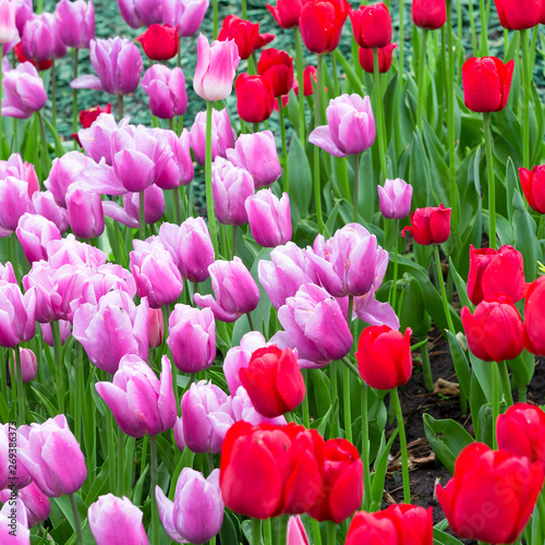 Flowers red and pink tulips flowering on background of flowers. Tulip close up  colorful tulip photo background