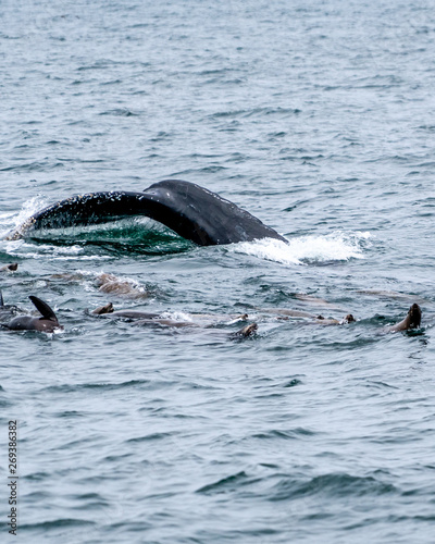 Humpback whales in California, USA