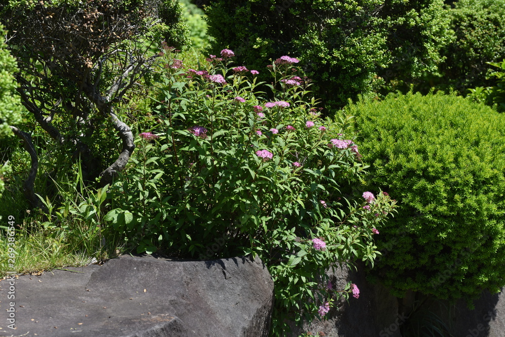 Japanese spirea (Spiraea japonica) flowers